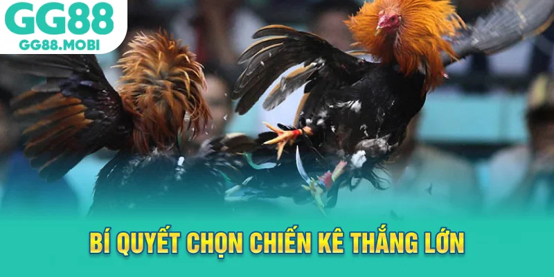 Bí quyết chọn chiến kê thắng lớn trong đá gà Thomo