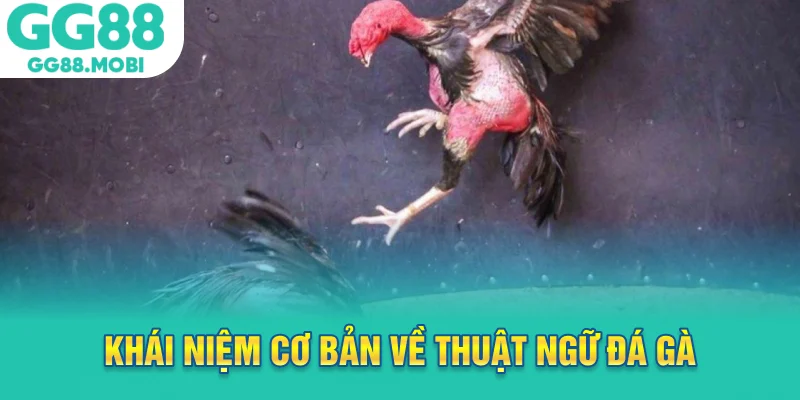 Khái niệm cơ bản về thuật ngữ đá gà